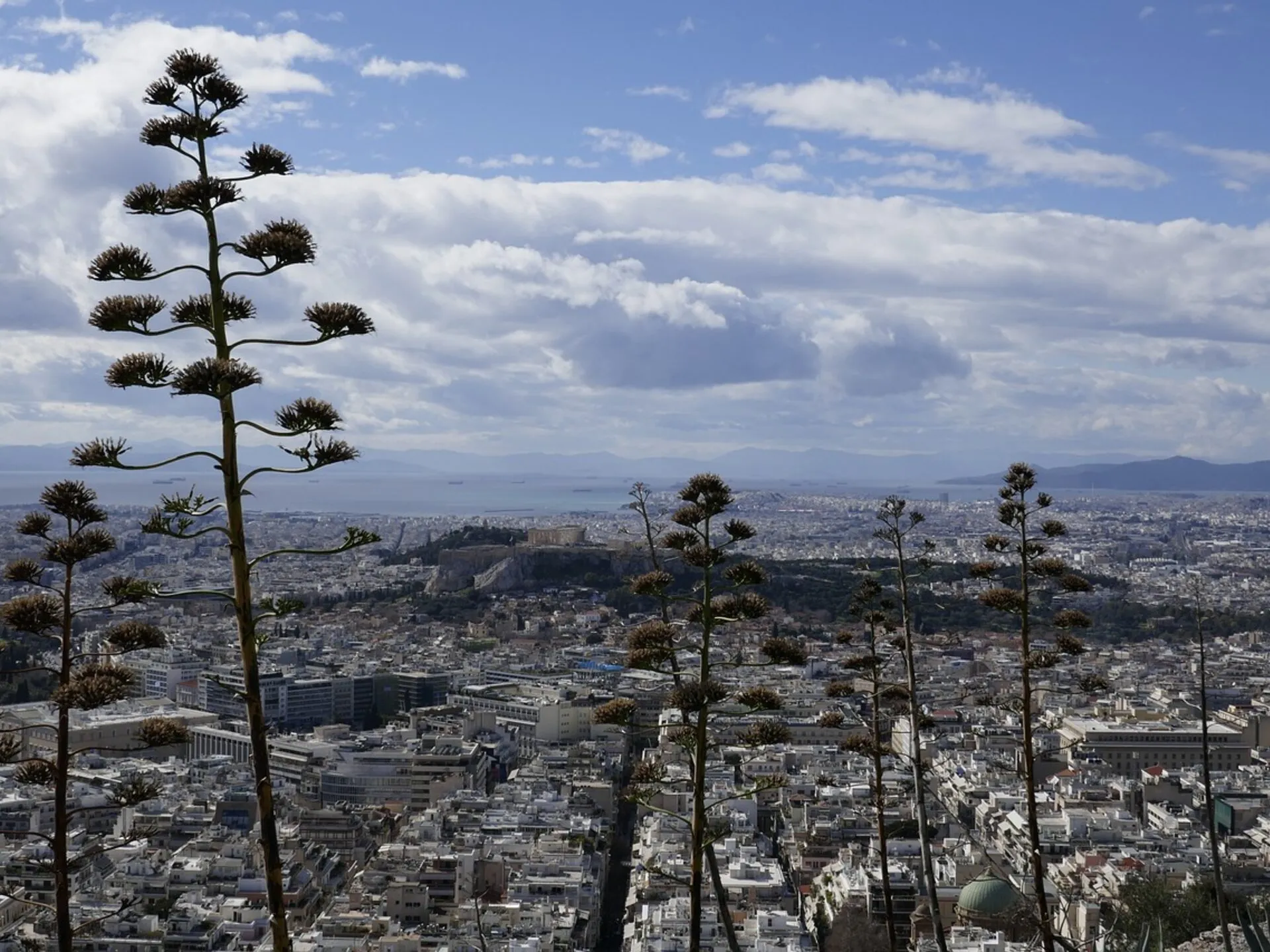 Agave flowers framing the Acropolis and the Athens skyline, Greece