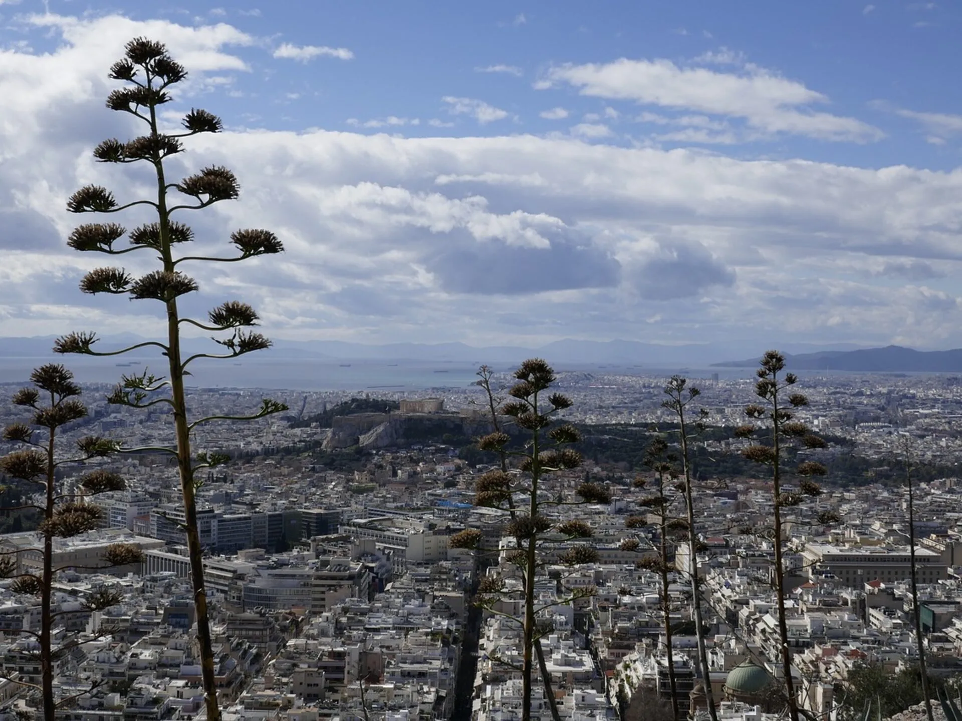 Agave flowers framing the Acropolis and the Athens skyline, Greece