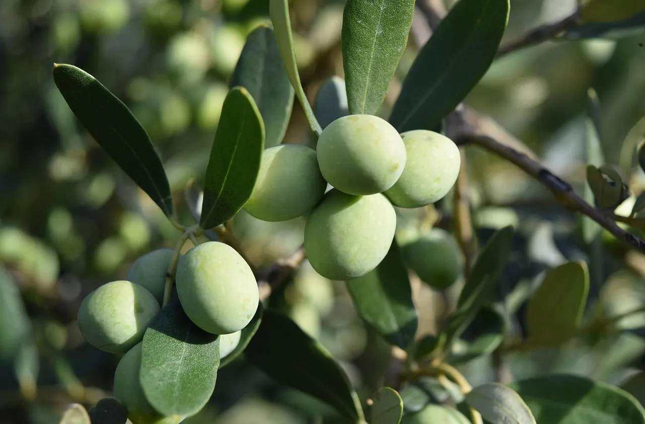 Olive trees in a grove with the sea in the distance